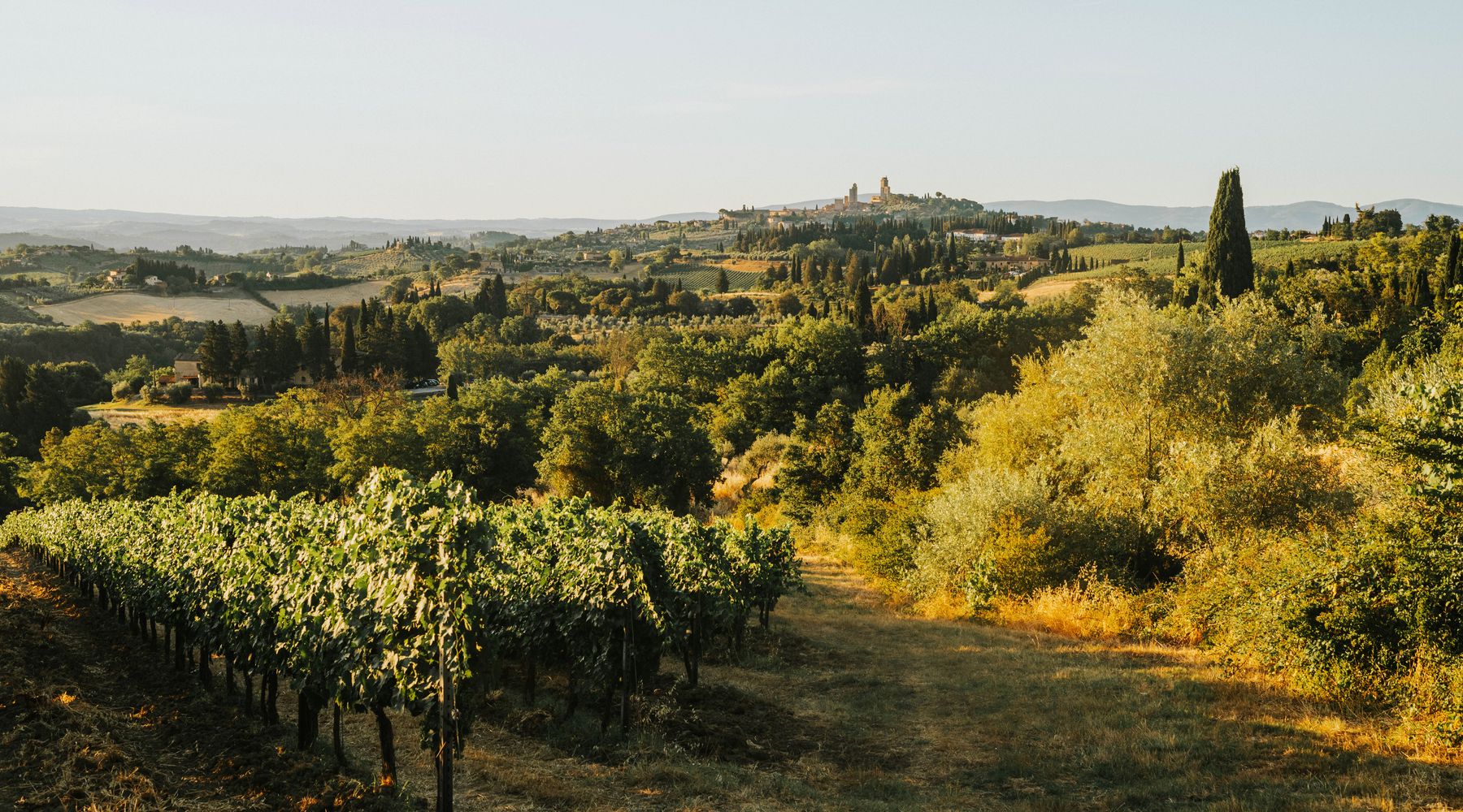 Vineyard hills in the evening light
