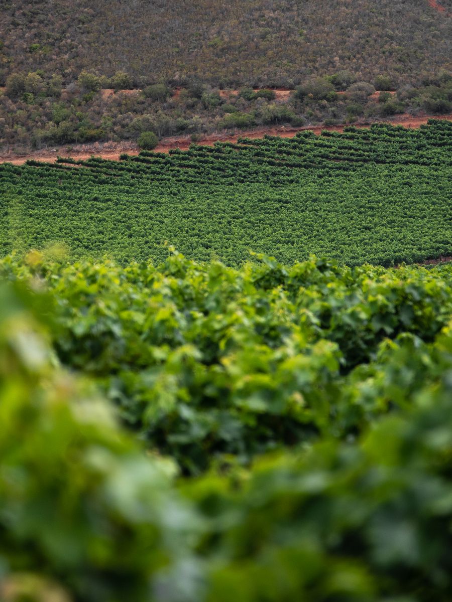 Mist on the rows